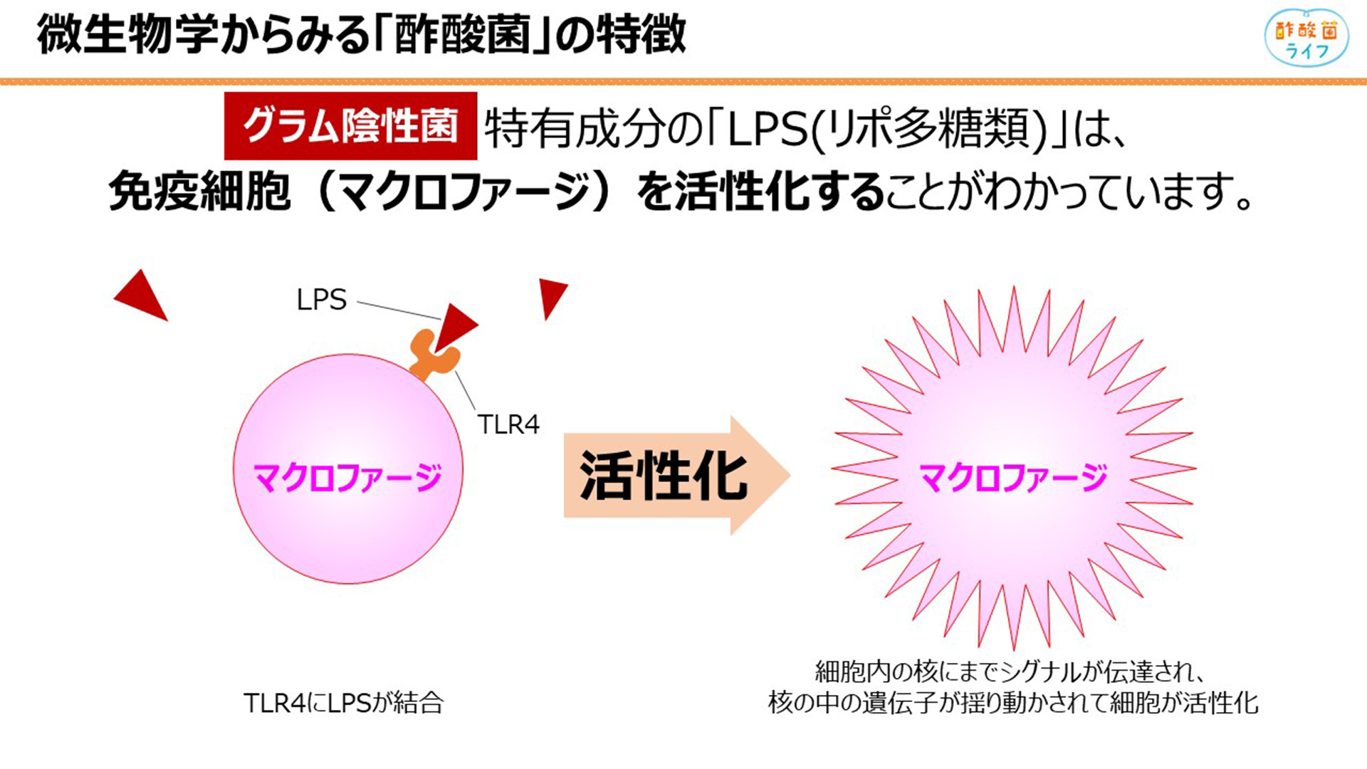 にごり酢「酢酸菌」の免疫生活セミナー資料から